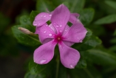 IIP Online Student Photography